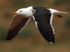1cy fuscus in August, ringed in Finland. (81365 bytes)